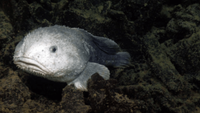 Beautiful:-W6rghlkxji= Blobfish Underwater