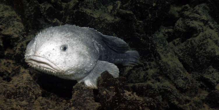 Beautiful:-W6rghlkxji= Blobfish Underwater