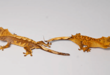 Baby:_Qqcyq1rhy0= Crested Gecko