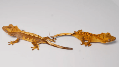 Baby:_Qqcyq1rhy0= Crested Gecko