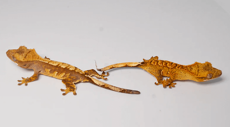 Baby:_Qqcyq1rhy0= Crested Gecko