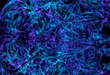 apex pulse neural prism